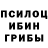 Галлюциногенные грибы Psilocybine cubensis Nurgul Saktanova